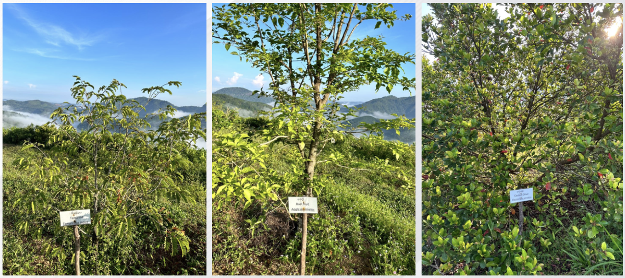 Fruit Garden